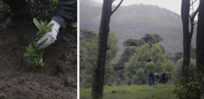 Plantação de árvores