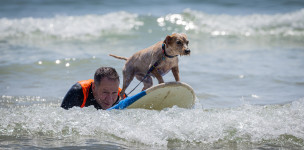 4ª Edição do Surf Canino